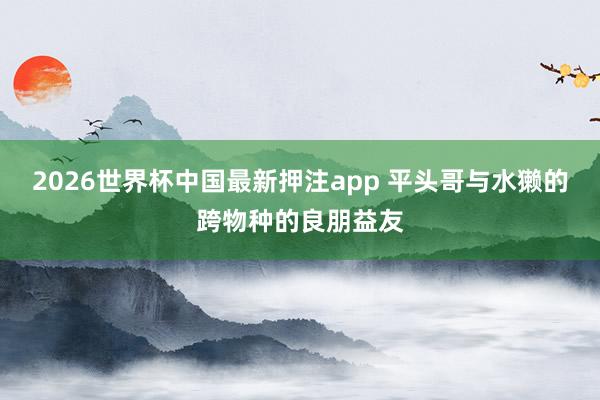 2026世界杯中国最新押注app 平头哥与水獭的跨物种的良朋益友