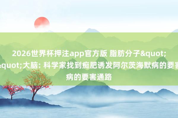2026世界杯押注app官方版 脂肪分子"入侵"大脑: 科学家找到痴肥诱发阿尔茨海默病的要害通路